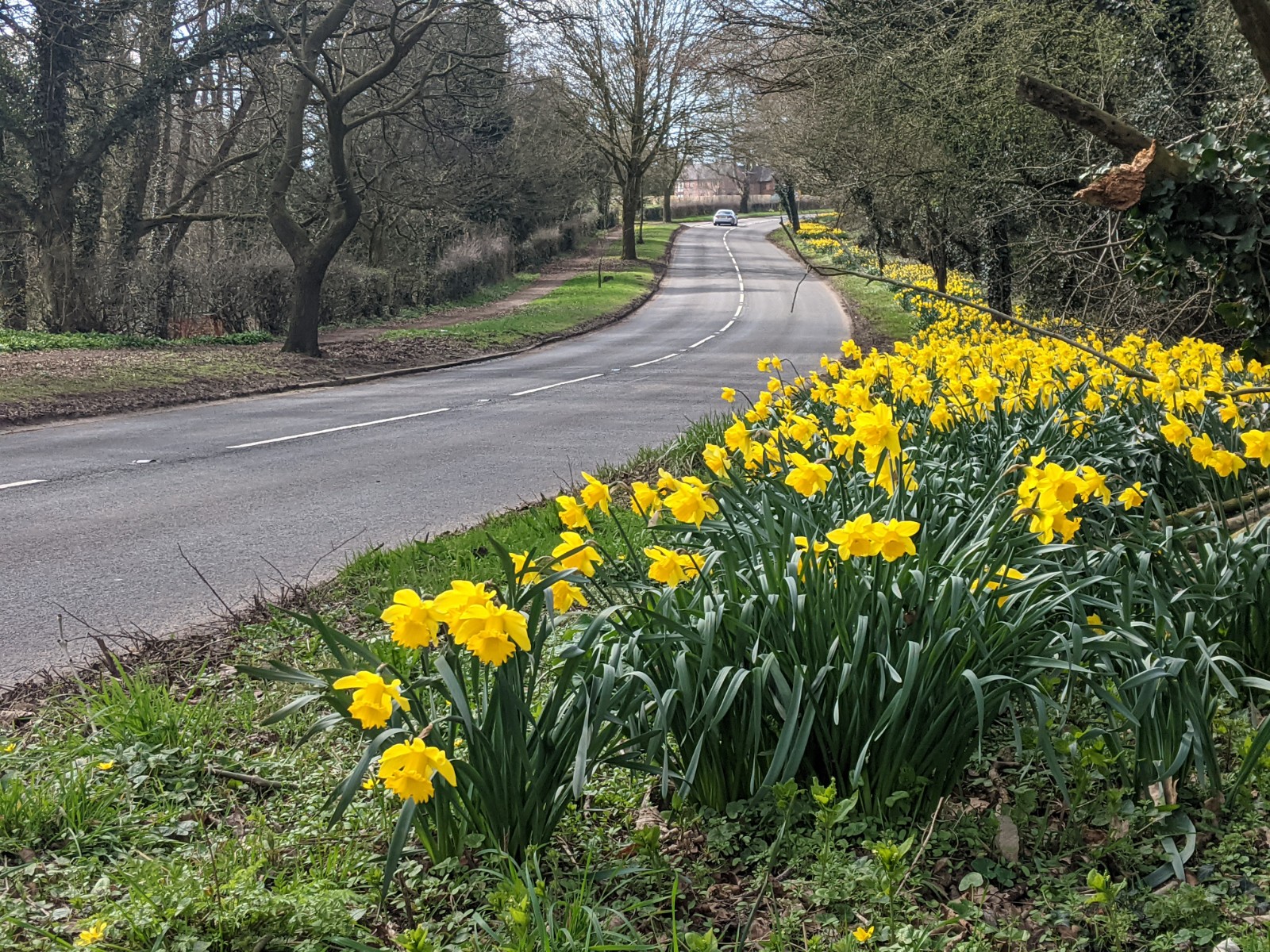 Daffodils on North Approach to the village, March 25th
